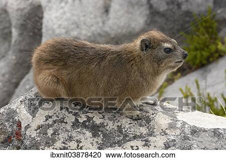"Rock Hyrax (Procavia capensis) on Table Mountain, Cape Town, Western Cape, South Africa, Africa" View Large Photo Image Stock Image - "Rock Hyrax (Procavia capensis) on Table Mountain, Cape Town, Western Cape, South Africa, Africa". Fotosearch