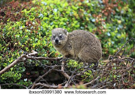 "Rock Hyrax (Procavia capensis), young, Betty's Bay, Western Cape, South Africa, Africa" View Large Photo Image Stock Image - "Rock Hyrax (Procavia capensis), young, Betty's Bay, Western Cape, South Africa, Africa". Fotosearch