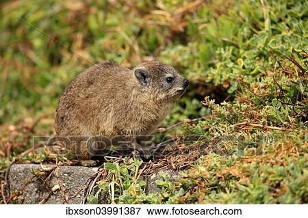 "Rock Hyrax (Procavia capensis), young, Betty's Bay, Western Cape, South Africa, Africa" View Large Photo Image Stock Photo - "Rock Hyrax (Procavia capensis), young, Betty's Bay, Western Cape, South Africa, Africa". Fotosearch