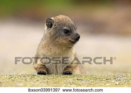 "Rock Hyrax (Procavia capensis), young, portrait, alert, Betty's Bay, Western Cape, South Africa, Africa" View Large Photo Image Stock Photo - "Rock Hyrax (Procavia capensis), young, portrait, alert, Betty's Bay, Western Cape, South Africa, Africa". Fotosearch