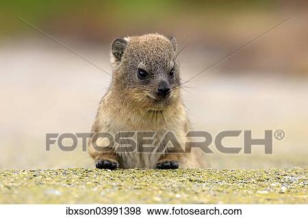 "Rock Hyrax (Procavia capensis), young, portrait, alert, Betty's Bay, Western Cape, South Africa, Africa" View Large Photo Image Stock Photo - "Rock Hyrax (Procavia capensis), young, portrait, alert, Betty's Bay, Western Cape, South Africa, Africa". Fotosearch