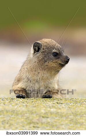 "Rock Hyrax (Procavia capensis), young, portrait, alert, Betty's Bay, Western Cape, South Africa, Africa" View Large Photo Image Stock Photo - "Rock Hyrax (Procavia capensis), young, portrait, alert, Betty's Bay, Western Cape, South Africa, Africa". Fotosearch