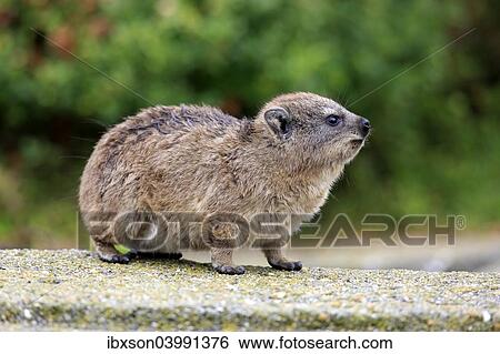 "Rock Hyrax (Procavia capensis), young, Betty's Bay, Western Cape, South Africa, Africa" View Large Photo Image Stock Photograph - "Rock Hyrax (Procavia capensis), young, Betty's Bay, Western Cape, South Africa, Africa". Fotosearch