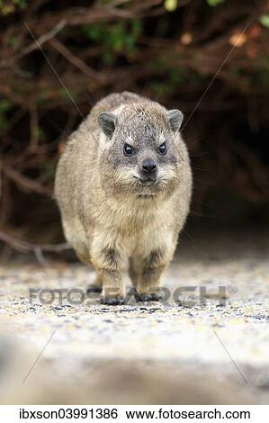 "Rock Hyrax (Procavia capensis), young, Betty's Bay, Western Cape, South Africa, Africa" View Large Photo Image Stock Photograph - "Rock Hyrax (Procavia capensis), young, Betty's Bay, Western Cape, South Africa, Africa". Fotosearch