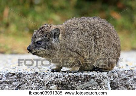 "Rock Hyrax (Procavia capensis), young, Betty's Bay, Western Cape, South Africa, Africa" View Large Photo Image Stock Photography - "Rock Hyrax (Procavia capensis), young, Betty's Bay, Western Cape, South Africa, Africa". Fotosearch