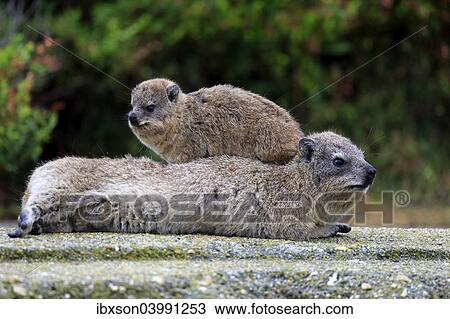 "Rock Hyraxes (Procavia capensis) adult female with young on back, social behavior, Betty's Bay, Western Cape, South Africa, Africa" View Large Photo Image Stock Image - "Rock Hyraxes (Procavia capensis) adult female with young on back, social behavior, Betty's Bay, Western Cape, South Africa, Africa". Fotosearch