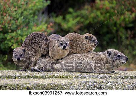 "Rock Hyraxes (Procavia capensis) adult female with three young, social behavior, Betty's Bay, Western Cape, South Africa, Africa" View Large Photo Image Stock Photo - "Rock Hyraxes (Procavia capensis) adult female with three young, social behavior, Betty's Bay, Western Cape, South Africa, Africa". Fotosearch