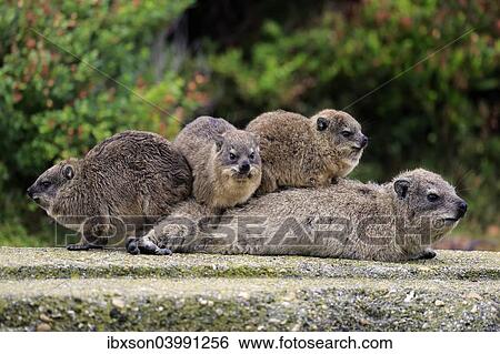 "Rock Hyraxes (Procavia capensis) adult female with three young, social behavior, Betty's Bay, Western Cape, South Africa, Africa" View Large Photo Image Stock Photograph - "Rock Hyraxes (Procavia capensis) adult female with three young, social behavior, Betty's Bay, Western Cape, South Africa, Africa". Fotosearch