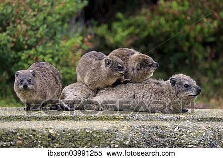 "Rock Hyraxes (Procavia capensis) adult female with three young, social behavior, Betty's Bay, Western Cape, South Africa, Africa" View Large Photo Image Stock Photography - "Rock Hyraxes (Procavia capensis) adult female with three young, social behavior, Betty's Bay, Western Cape, South Africa, Africa". Fotosearch