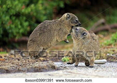 "Rock Hyraxes (Procavia capensis), two young quarreling or fighting, Betty's Bay, Western Cape, South Africa, Africa" View Large Photo Image Stock Image - "Rock Hyraxes (Procavia capensis), two young quarreling or fighting, Betty's Bay, Western Cape, South Africa, Africa". Fotosearch