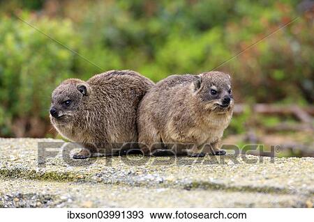 "Rock Hyraxes (Procavia capensis), two young, Betty's Bay, Western Cape, South Africa, Africa" View Large Photo Image Stock Image - "Rock Hyraxes (Procavia capensis), two young, Betty's Bay, Western Cape, South Africa, Africa". Fotosearch
