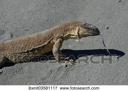 "Rock Monitor (Varanus albigularis), Karas Region, Namibia, Africa" View Large Photo Image Stock Photo - "Rock Monitor (Varanus albigularis), Karas Region, Namibia, Africa". Fotosearch