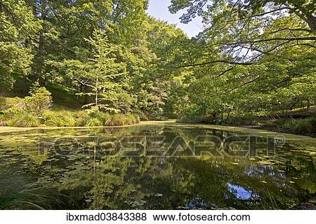 "Rock Poit Pond, Lake in the Eastwoodhill National Arboretum near Gisborne, East Cape, North Island, New Zealand, Oceania" View Large Photo Image Stock Photo - "Rock Poit Pond, Lake in the Eastwoodhill National Arboretum near Gisborne, East Cape, North Island, New Zealand, Oceania". Fotosearch