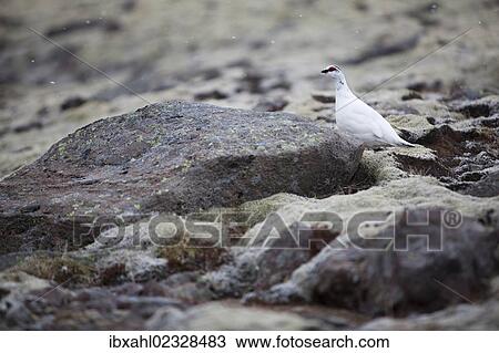 "Rock Ptarmigan (Lagopus muta), Skaftafells National Park, East Iceland, Iceland, Europe" View Large Photo Image Stock Image - "Rock Ptarmigan (Lagopus muta), Skaftafells National Park, East Iceland, Iceland, Europe". Fotosearch