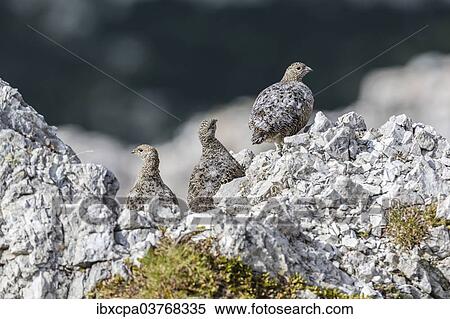 "Rock Ptarmigan (Lagopus muta), Sandesbachtal, Tyrol, Austria, Europe" View Large Photo Image Stock Photography - "Rock Ptarmigan (Lagopus muta), Sandesbachtal, Tyrol, Austria, Europe". Fotosearch