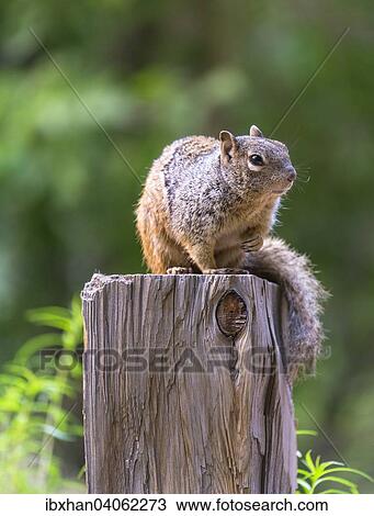 Stock Image - "Rock Squirrel (Spermophilus variegatus), Zion National Park, Utah, United States, North America". Fotosearch
