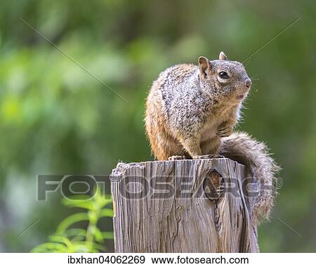 "Rock Squirrel (Spermophilus variegatus), Zion National Park, Utah, United States, North America" View Large Photo Image Stock Photo - "Rock Squirrel (Spermophilus variegatus), Zion National Park, Utah, United States, North America". Fotosearch