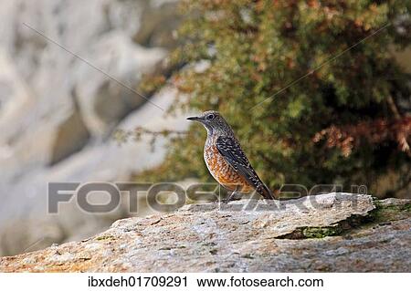 Stock Image - "Rock Thrush (Monticola saxatilis), males in eclipse plumage, Austria, Europe". Fotosearch