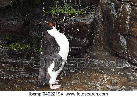 "Rockhopper Penguin (Eudyptes chrysocome) under a fresh water shower, Saunders Island, Falkland Icelands, South America" View Large Photo Image Picture - "Rockhopper Penguin (Eudyptes chrysocome) under a fresh water shower, Saunders Island, Falkland Icelands, South America". Fotosearch