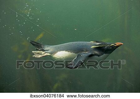 Picture - "Rockhopper Penguin (Eudyptes chrysocome), adult, diving, captive, South Africa, Africa". Fotosearch
