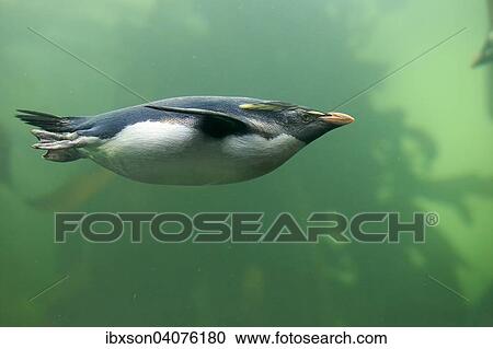 "Rockhopper Penguin (Eudyptes chrysocome), adult, diving, captive, South Africa, Africa" View Large Photo Image Stock Image - "Rockhopper Penguin (Eudyptes chrysocome), adult, diving, captive, South Africa, Africa". Fotosearch