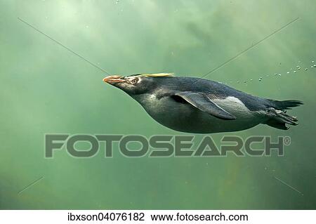 "Rockhopper Penguin (Eudyptes chrysocome), adult, diving, captive, South Africa, Africa" View Large Photo Image Stock Image - "Rockhopper Penguin (Eudyptes chrysocome), adult, diving, captive, South Africa, Africa". Fotosearch