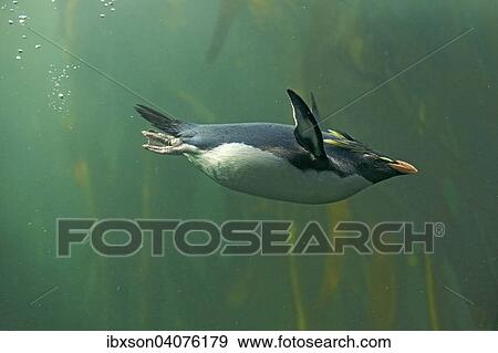 "Rockhopper Penguin (Eudyptes chrysocome), adult, diving, captive, South Africa, Africa" View Large Photo Image Stock Photo - "Rockhopper Penguin (Eudyptes chrysocome), adult, diving, captive, South Africa, Africa". Fotosearch