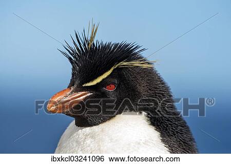"Rockhopper Penguin (Eudyptes chrysocome), portrait, New Island, Falkland Islands, United Kingdom, South America" View Large Photo Image Stock Photograph - "Rockhopper Penguin (Eudyptes chrysocome), portrait, New Island, Falkland Islands, United Kingdom, South America". Fotosearch