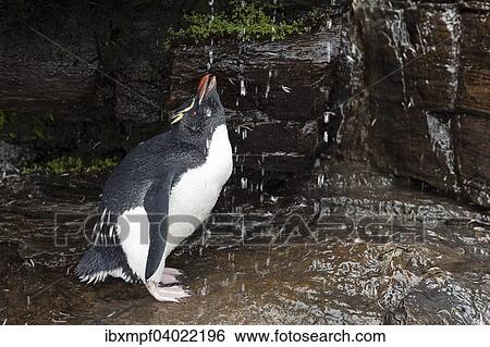 "Rockhopper Penguin (Eudyptes chrysocome) drinking from a fresh water shower, Saunders Island, Falkland Icelands, South America" View Large Photo Image Stock Photograph - "Rockhopper Penguin (Eudyptes chrysocome) drinking from a fresh water shower, Saunders Island, Falkland Icelands, South America". Fotosearch