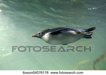 Stock Photograph - "Rockhopper Penguin (Eudyptes chrysocome), adult, diving, captive, South Africa, Africa". Fotosearch