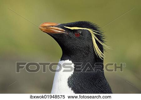 "Rockhopper penguin (Eudyptes chrysocome), Falkland Islands, Subantarctic, Antarctic, South America" View Large Photo Image Stock Photography - "Rockhopper penguin (Eudyptes chrysocome), Falkland Islands, Subantarctic, Antarctic, South America". Fotosearch