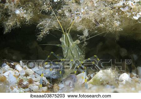 "Rockpool Prawn (Palaemon elegans), Black Sea, Crimea, Russia, Europe" View Large Photo Image Stock Image - "Rockpool Prawn (Palaemon elegans), Black Sea, Crimea, Russia, Europe". Fotosearch