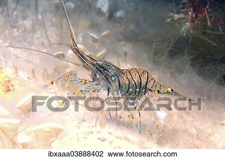 "Rockpool Prawn Shrimp (Palaemon elegans), Black Sea, Crimea, Russia, Europe" View Large Photo Image Stock Image - "Rockpool Prawn Shrimp (Palaemon elegans), Black Sea, Crimea, Russia, Europe". Fotosearch