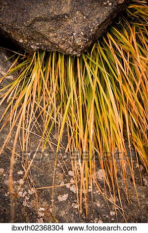 Picture - "Rocks and vegetation on Grossglockner Mountain, Austria, Europe". Fotosearch