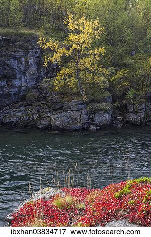 "Rocks at the Abiskojakka river, Abisko National Park, Norrbotten County, Sweden, Europe" View Large Photo Image Stock Photo - "Rocks at the Abiskojakka river, Abisko National Park, Norrbotten County, Sweden, Europe". Fotosearch