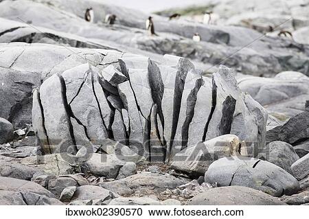 "Rocks broken by frost on Petermann Island off the Antarctic Peninsula, Antarctica" View Large Photo Image Stock Image - "Rocks broken by frost on Petermann Island off the Antarctic Peninsula, Antarctica". Fotosearch