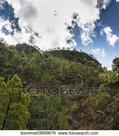 "Rocks covered with pine trees, Caldera de Taburiente National Park, La Palma, Canary Islands, Spain, Europe" View Large Photo Image Stock Photo - "Rocks covered with pine trees, Caldera de Taburiente National Park, La Palma, Canary Islands, Spain, Europe". Fotosearch