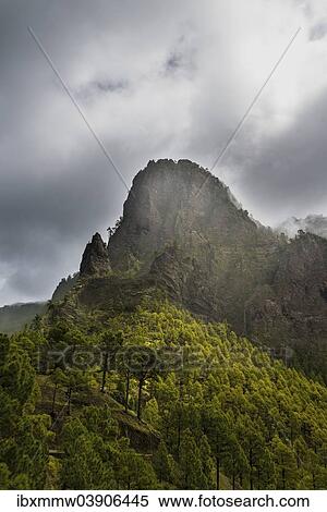 "Rocks covered with pine trees, Caldera de Taburiente National Park, La Palma, Canary Islands, Spain, Europe" View Large Photo Image Stock Photography - "Rocks covered with pine trees, Caldera de Taburiente National Park, La Palma, Canary Islands, Spain, Europe". Fotosearch