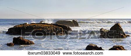 "Rocks in the surf with brown algae (Phaeophyceae), Pacific Coast, Cambria, California, United States, North America" View Large Photo Image Stock Photo - "Rocks in the surf with brown algae (Phaeophyceae), Pacific Coast, Cambria, California, United States, North America". Fotosearch