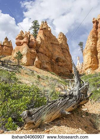 "Rocks of the Navajo Loop Trail, Bryce Canyon National Park, Bryce, Utah, United States, North America" View Large Photo Image Stock Photo - "Rocks of the Navajo Loop Trail, Bryce Canyon National Park, Bryce, Utah, United States, North America". Fotosearch