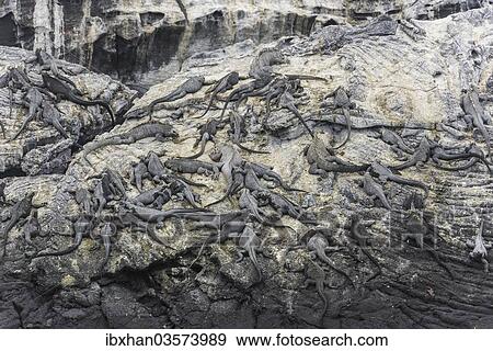 "Rocks on the coast with a large colony of Marine Iguanas (Amblyrhynchus cristatus), Fernandina Island, Galapagos Islands, Ecuador, South America" View Large Photo Image Stock Photo - "Rocks on the coast with a large colony of Marine Iguanas (Amblyrhynchus cristatus), Fernandina Island, Galapagos Islands, Ecuador, South America". Fotosearch