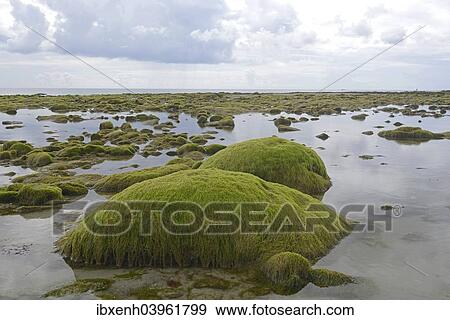 "Rocks overgrown with algae in the intertidal mudflats, Department Cotes d'Armor, Brittany, France, Europe" View Large Photo Image Stock Photo - "Rocks overgrown with algae in the intertidal mudflats, Department Cotes d'Armor, Brittany, France, Europe". Fotosearch