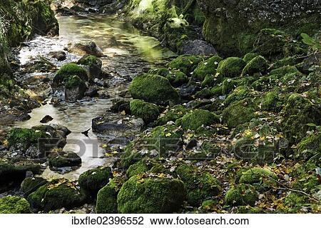 "Rocks overgrown with moss covered with autumn leaves, Wasserlochklamm gorge, Palfau, Liezen, Upper Styria, Styria, Austria, Europe" View Large Photo Image Stock Image - "Rocks overgrown with moss covered with autumn leaves, Wasserlochklamm gorge, Palfau, Liezen, Upper Styria, Styria, Austria, Europe". Fotosearch