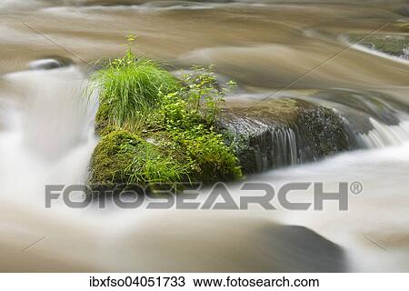 "Rocks overgrown with plants in the mountain stream Bode, Bode Valley Nature Reserve, Harz, Saxony-Anhalt, Germany, Europe" View Large Photo Image Stock Image - "Rocks overgrown with plants in the mountain stream Bode, Bode Valley Nature Reserve, Harz, Saxony-Anhalt, Germany, Europe". Fotosearch