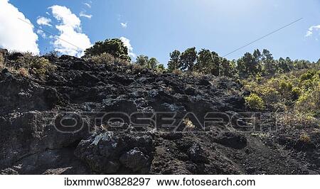 "Rocky slope, Garachico, Tenerife, Canary Islands, Spain, Europe" View Large Photo Image Stock Photo - "Rocky slope, Garachico, Tenerife, Canary Islands, Spain, Europe". Fotosearch