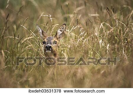 "Roe Deer (Capreolus capreolus) almost hidden in tall grass, Allgau, Bavaria, Germany, Europe" View Large Photo Image Stock Photo - "Roe Deer (Capreolus capreolus) almost hidden in tall grass, Allgau, Bavaria, Germany, Europe". Fotosearch