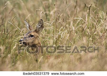 "Roe Deer (Capreolus capreolus) almost hidden in tall grass, Allgau, Bavaria, Germany, Europe" View Large Photo Image Stock Photo - "Roe Deer (Capreolus capreolus) almost hidden in tall grass, Allgau, Bavaria, Germany, Europe". Fotosearch