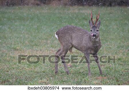 "Roe Deer (Capreolus capreolus), buck with clean antlers, still coloured red, during snowfall, Bavaria, Germany, Europe" View Large Photo Image Picture - "Roe Deer (Capreolus capreolus), buck with clean antlers, still coloured red, during snowfall, Bavaria, Germany, Europe". Fotosearch