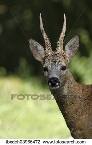 Stock Image - "Roe Deer (Capreolus capreolus), buck, captive, Sweden, Europe". Fotosearch