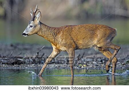 "Roe Deer (Capreolus capreolus), buck on a bank of the Middle Elbe River, Saxony-Anhalt, Germany, Europe" View Large Photo Image Stock Image - "Roe Deer (Capreolus capreolus), buck on a bank of the Middle Elbe River, Saxony-Anhalt, Germany, Europe". Fotosearch